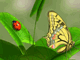 Bugs And Butterflies