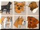 Dog Mahjong